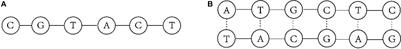 CLGBO: An Algorithm for Constructing Highly Robust Coding Sets for DNA Storage